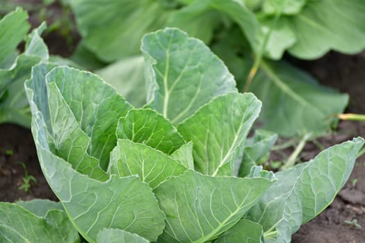 Young cabbage grows in market garden