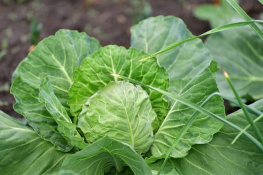 Young cabbage grows in market garden
