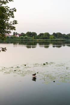 A wild mallard duck standing near a pond on the bank of a river. Against the background of water lilies bloom