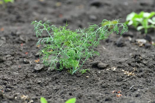 Young dill growing in the garden