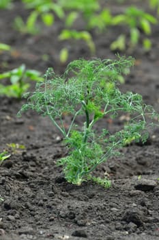 Young dill growing in the garden