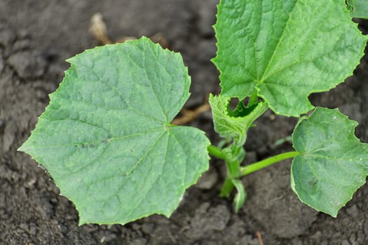 Young cucumber sprout growing in the garden outdoors