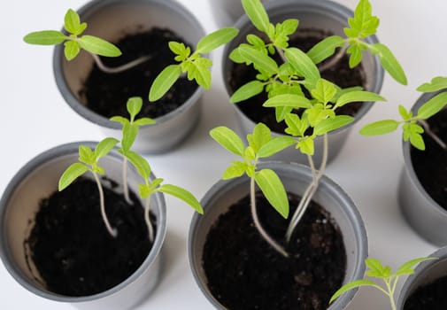 Agricultural background. We grow tomato seedlings at home. Rooted tomato sprouts on a white wooden table. Ready for boarding