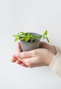 We grow tomato seedlings at home. A female hand holds a tomato sprout with roots in a plastic cup. Agricultural preparatory works