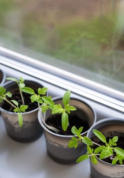 Growing vegetables on the windowsill in the house, young tomatoes in plastic cups on the window. Healthy seedlings, hobby gardening. Vertical photo