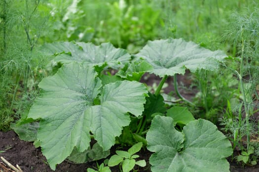 Young sprout squash growing in the garden outdoors