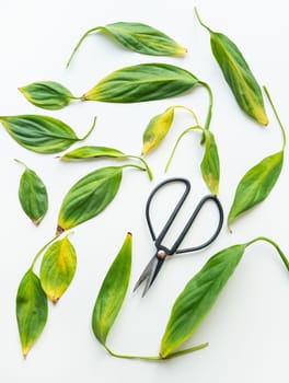 Home plant care, pruning yellow and dry spathiphyllum leaves, close-up. Lots of leaves on the table along with black scissors