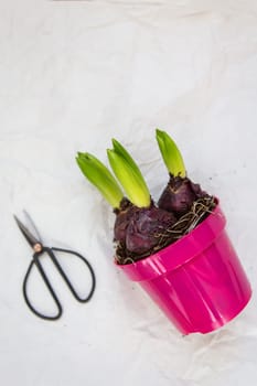 Hyacinth flower in a pink pot together with scissors on a white background. Gardening in the spring, planting hyacinth