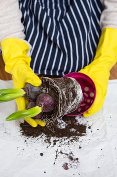 Transplanting the hands of a woman in yellow gloves, planting hyacinth bulbs with garden tools