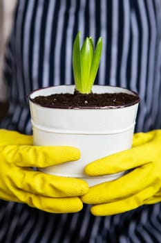 A girl in yellow gloves holding a transplanted hyacinth in a pot against the background of a striped apron