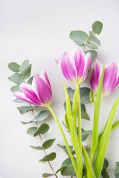 Beautiful pink tulip with eucalyptus on a white chair. Spring mood, 8 March. Close-up, top view