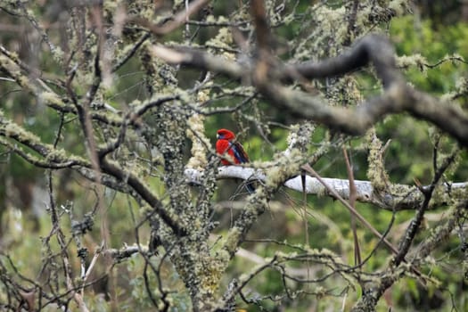 A colorful parrot native to Australia. It has vibrant plumage with shades of red, blue, yellow, and green. Known for its beauty and melodious calls, the Rosella is a charming and captivating bird.