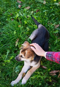 A homeless little very beautiful dog is lying on the grass, a girl is stroking a playful dog. Homeless animals, warmth and love for dogs