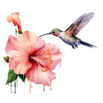 Watercolor Bird Hummingbird Flying Around the Fuchsia Flowers Summer Garden Illustration Set isolated on transparent background. Ai generative