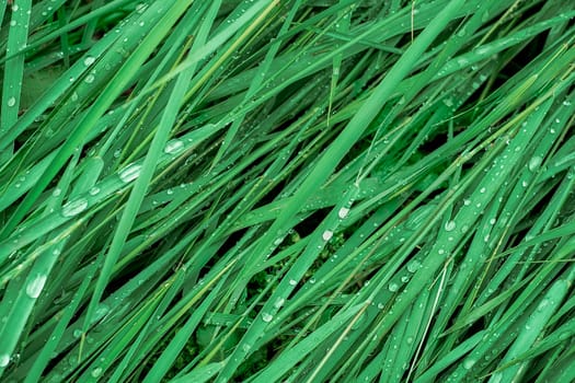 Fresh green grass with water drops, top view background.