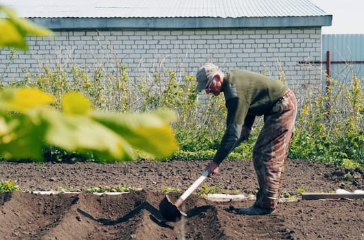 The concept of private agriculture.An elderly pensioner works with a hoe on the ground for planting vegetables.Spring sowing work.