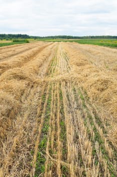 wheat field after harvest, mowed field, empty field with straw after harvest, seasonal farm work