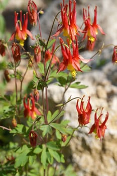 Blooming aquilegia canadensis, herbaceous perennial plant close-up.