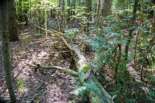 Spruce fallen among the trees in the thicket of the forest rots on the ground