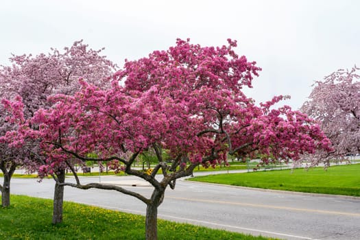 Beautiful lush cherry blossoms in Ontario Canada