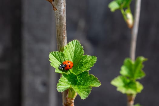 Ladybug crawls on young blackcurrant leaves