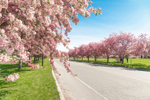 Beautiful lush cherry blossoms in Ontario Canada