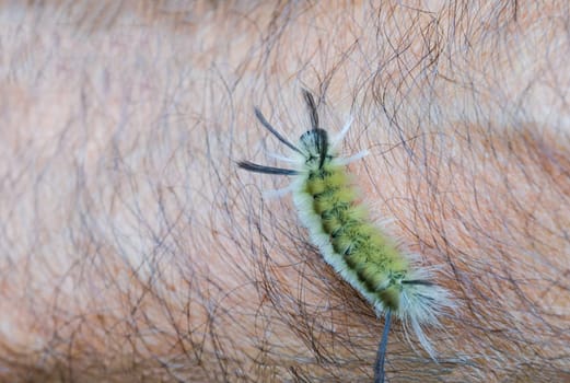 A horned green caterpillar with white and black hairs crawls along a hairy arm