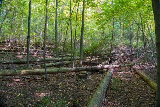 Felled diseased trees left to rot in the thicket of the forest