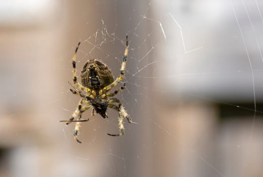In anticipation of prey, a hungry spider sits in a web