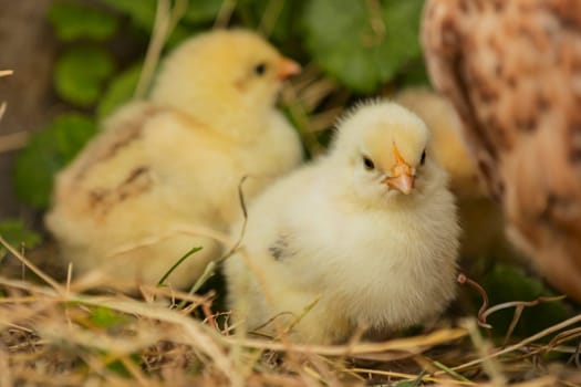 little chicks stand near their mum chicken in the green grass
