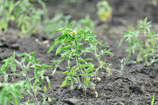Young tomato sprout growing in the garden outdoors