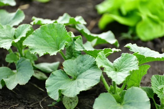 Young melon sprout growing in the garden outdoors