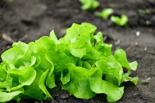 Young Leaf salad sprout growing in the garden outdoors