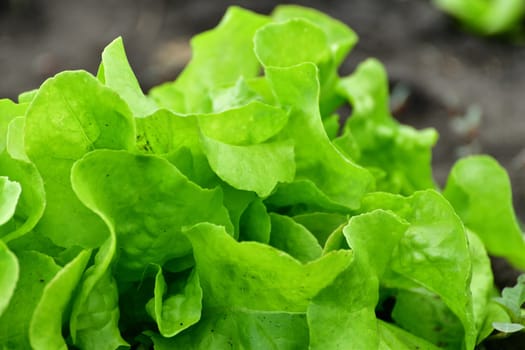 Young Leaf salad sprout growing in the garden outdoors