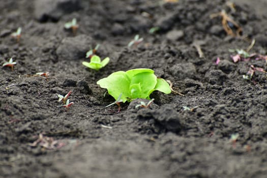 Young Leaf salad sprout growing in the garden outdoors