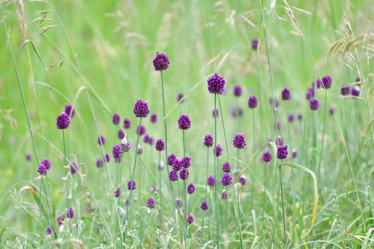 The wild onions in meadow. Seed heads