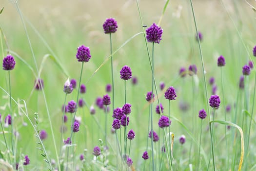 The wild onions in meadow. Seed heads