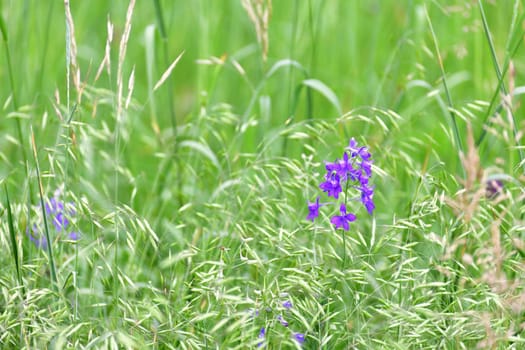Fragment of meadow in June - wild oats and a blue flower