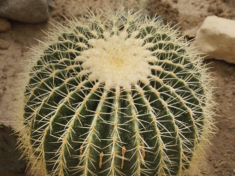 Desert succulent Echinocactus Gruzona close-up, Kroenleinia grusonii.