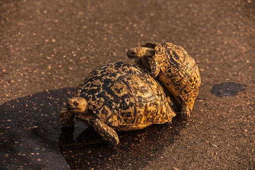 The attractively marked Leopard Tortoise (Stigmochelys pardalis) is the largest species of tortoise in southern Africa.