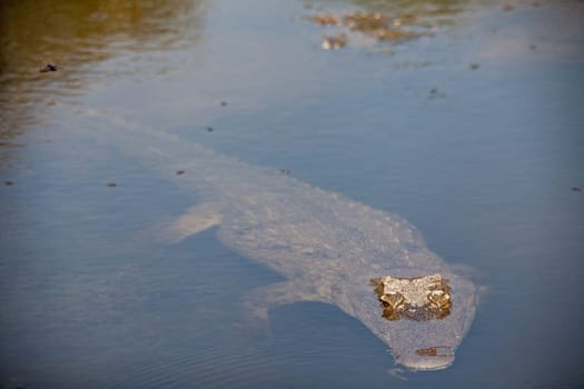 A Nile Crocodile (Crocodylus niloticus) in a clear pool, waiting patiently for its next meal. Kruger National Park. South Africa