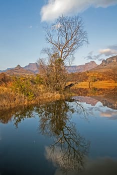 Early morning reflections of mountains and trees in a calm Drakensberg lake in Royal Natal National Park. KwaZulu-Natal. South Africa