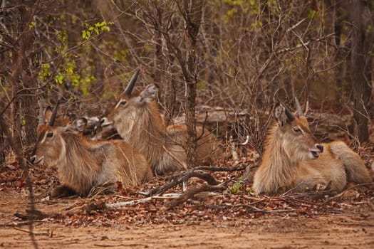 Three immature Waterbuck (Kobus ellipsiprymnus) resting in the shade