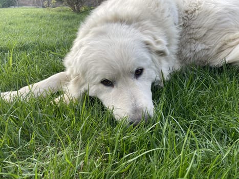 Maremma Sheepdog lies on a green lawn, a pet.