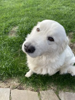 Maremma Sheepdog sits on a green lawn, pet.