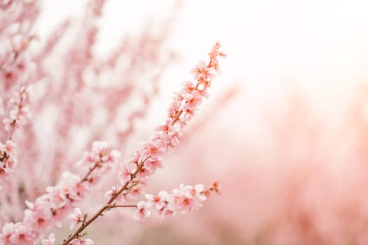 A peach blooms in the spring garden. Beautiful bright pale pink background. A flowering tree branch in selective focus. A dreamy romantic image of spring. Atmospheric natural background.