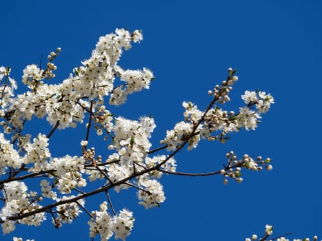 Abstract nature background. Blooming spring fruit tree branches with flowers. White oriental cherry in spring over clear blue sky.