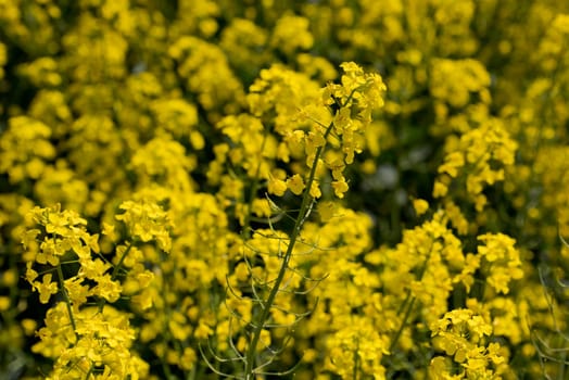 Close up of sprouts on flowering canola field. Selective focus.