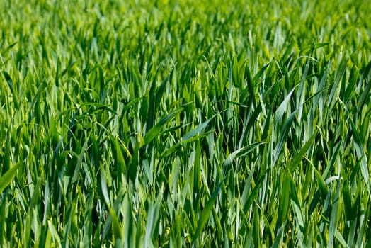 Young green wheat sprouts on field. Agriculture farm. Selective focus.