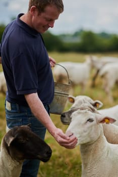 Agriculture, sheep and feed with man on farm field for help, sustainability and animal care. Labor, ecology and summer with male farmer in countryside meadow for livestock, lamb and pasture.